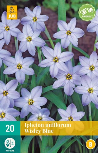 LUKOVICA IPHEION UNIFLORUM WISLEY BLUE 4/+, 20 KOM