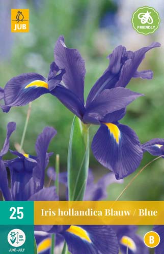 LUKOVICA IRIS HOLLANDICA BLUE 7/8,25 KOM