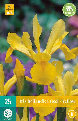 LUKOVICA IRIS HOLLANDICA YELLOW 7/8,25 KOM