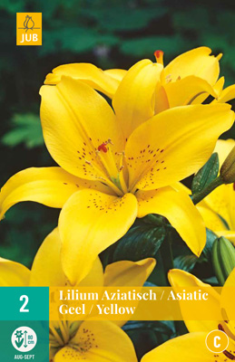 LUKOVICA LILIUM ASIATIC YELLOW 16/18, 2 KOM