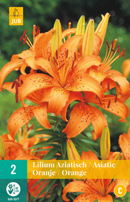 LUKOVICA LILIUM ASIATIC ORANGE 16/18, 2 KOM