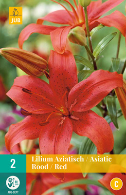 LUKOVICA LILIUM ASIATIC RED 16/18,2 KOM