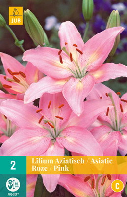 LUKOVICA LILIUM ASIATIC PINK 16/18, 2 KOM