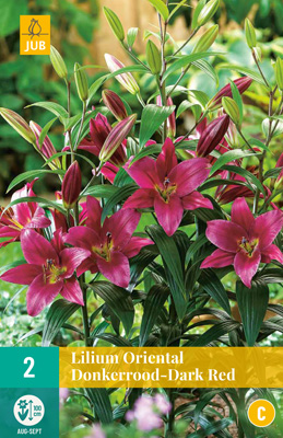 LUKOVICA LILIUM ORIENTAL DARK RED 16/18, 2 KOM