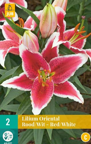 LUKOVICA LILIUM ORIENTAL RED - WHITE 16/18, 2 KOM