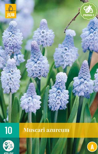 LUKOVICA MUSCARI AZUREUM 6/+, 10 KOM