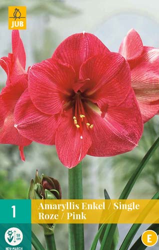 LUKOVICA AMARYLLIS PINK 28/30 1 KOM