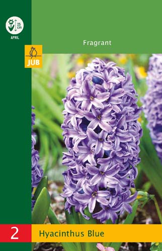 LUKOVICA HYACINTHUS BLUE 14/15, 2 KOM