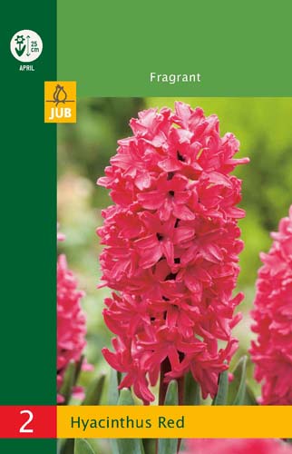 LUKOVICA HYACINTHUS RED 14/15, 2 KOM