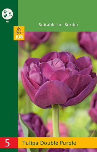 LUKOVICA 5 TULIPA DOUBLE PURPLE 10/11, 5 KOM