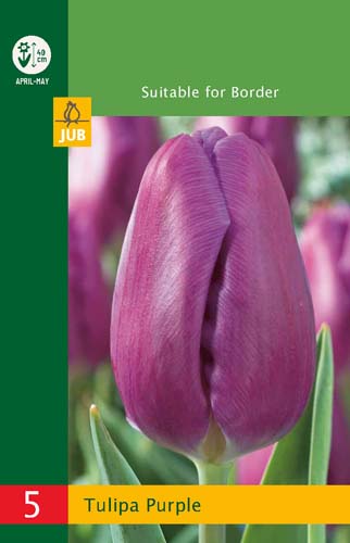 LUKOVICA TULIPA TRIUMPH PURPLE 10/11, 5 KOM