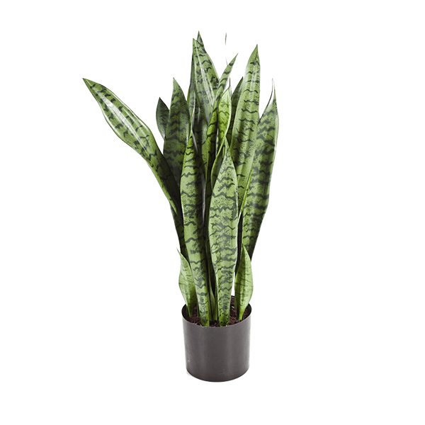 PL.CV.SANSEVERIA U SAKSIJI