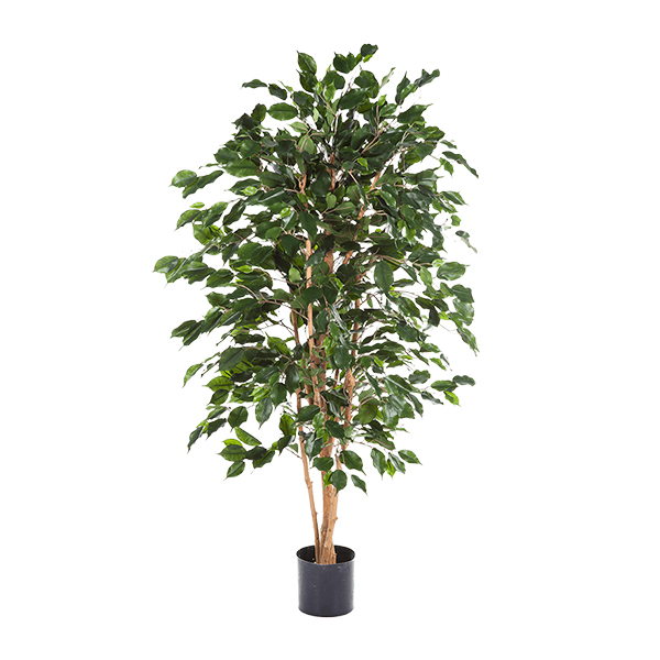 PL.CV.FICUS 8FIEX1T25,180CM