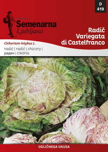 SEM22 419 RADIC VARIEGATA DI CASTELFRANCO