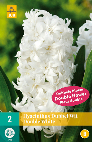 LUKOVICA HYACINTHUS DOUBLE WHITE 15/16,2KOM