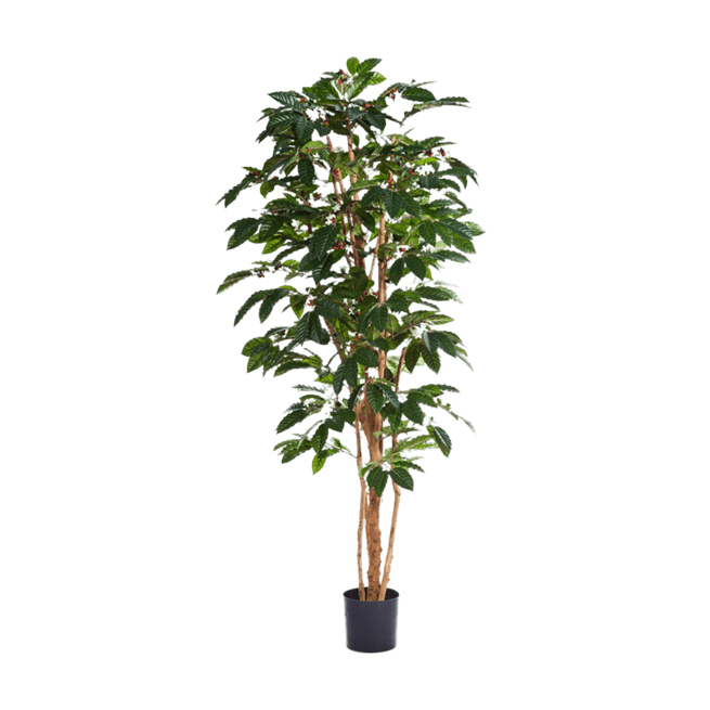 PL.CV.COFFEA ARABICA 8COARVT10,120cm