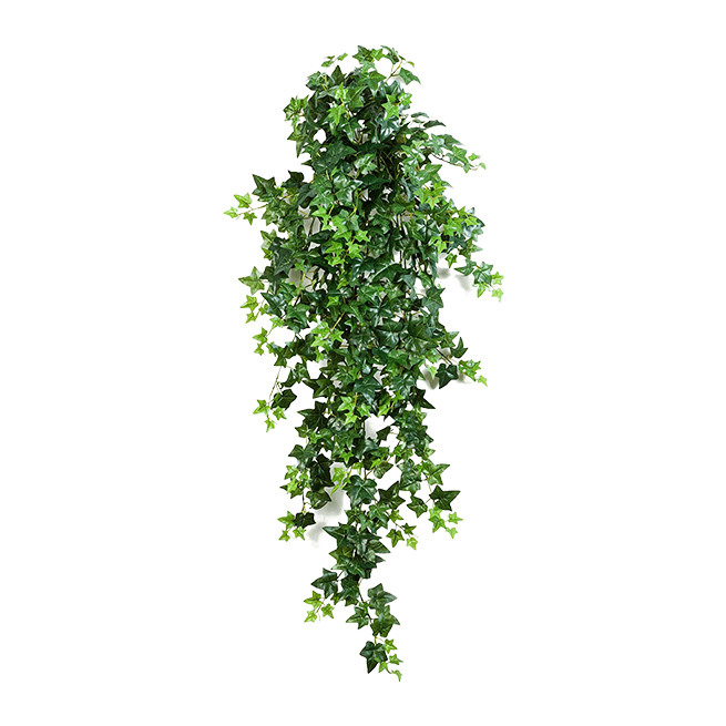 PL.CV.GREEN IVY HANGING 8FW01137N