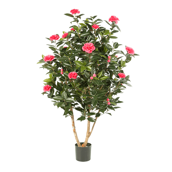 PL.CV.CAMELIA 8CAJABT20