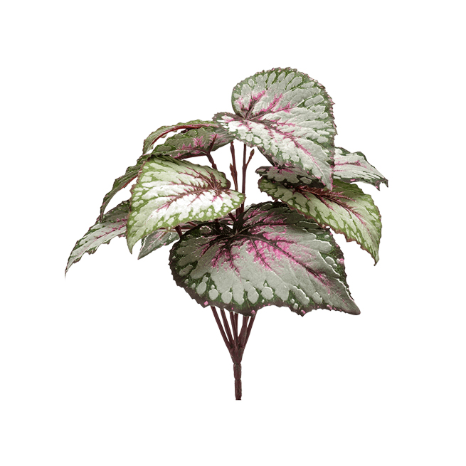 PL.CV.BEGONIA