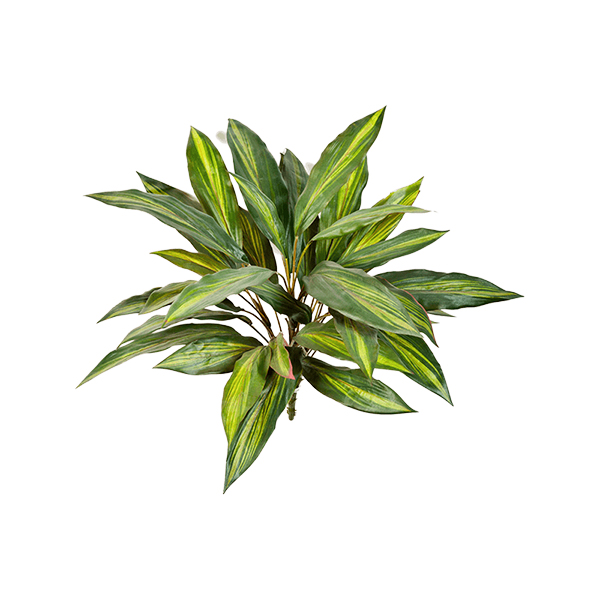 PL.CV.DRACAENA BUSH