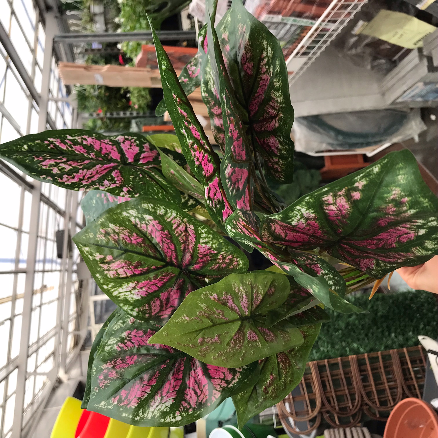 PL.CV.CALADIUM BUSH PINK